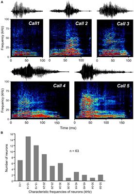 5-HT1A Receptors Alter Temporal Responses to Broadband Vocalizations in the Mouse Inferior Colliculus Through Response Suppression